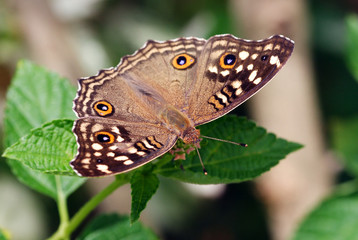 Butterfly on a leaf