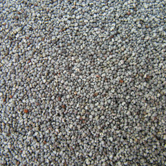 Poppy seeds macro close up