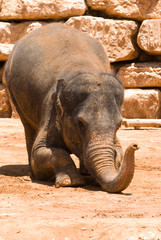 Fototapeta premium The Asian Elephant in Jerusalem Zoo