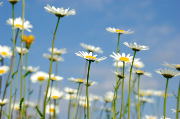 daisy flowerson sky background