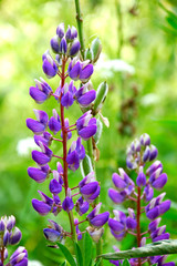 lupine flower bloom