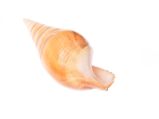 seashell (Lambis Lambis)