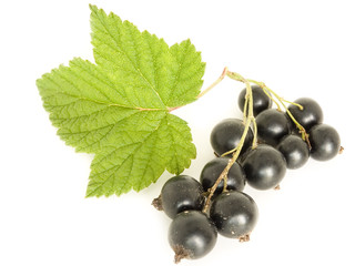 currant