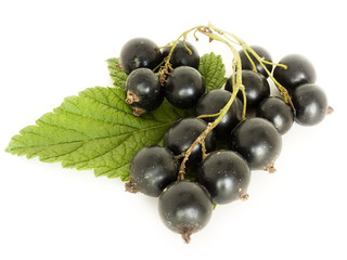 currant