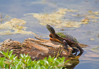 Painted Turtle