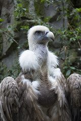 portrait of a vulture