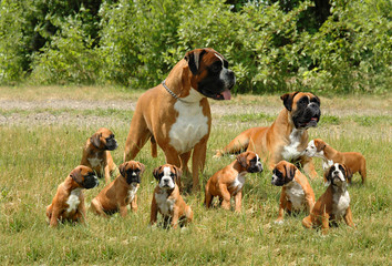 Boxerfamilie 6