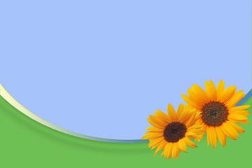 Fototapeta premium Sunflower, background