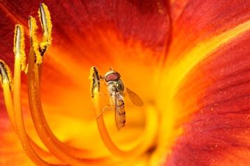 Lilienblüte © K.- P. Adler