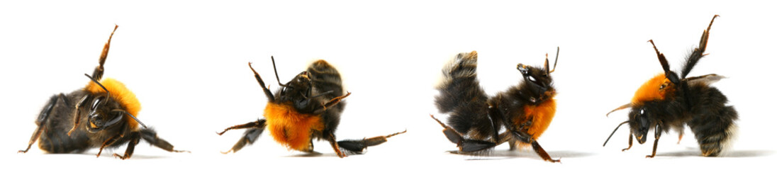 dance bumble bee - obrazy, fototapety, plakaty