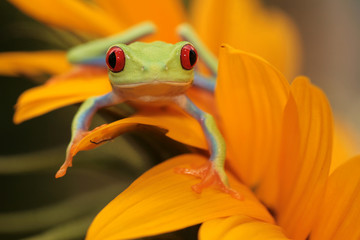 red eyed tree frog - 8445848