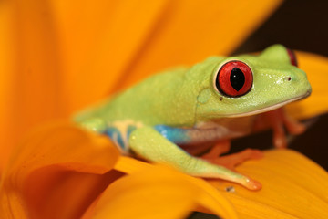 red eyed tree frog