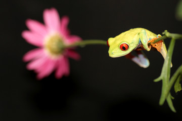 red eyed tree frog