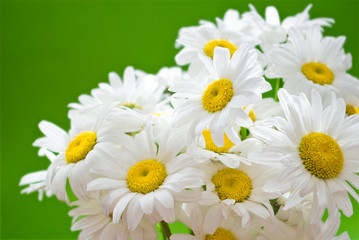 Fototapeta premium daisies on green