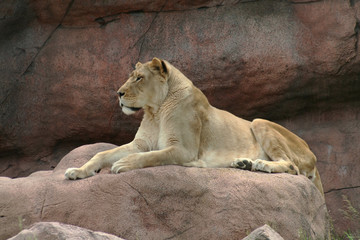 Fototapeta premium Lioness