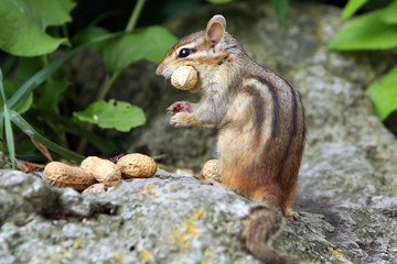 Funny Chipmunk