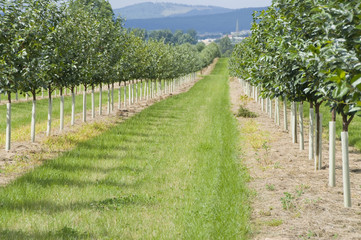 Kirschenplantage, Obstanbau