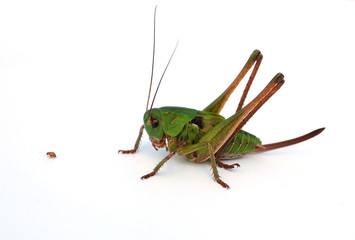 grasshopper
