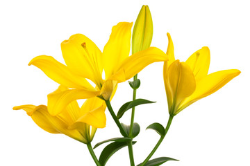 Beautiful yellow lily