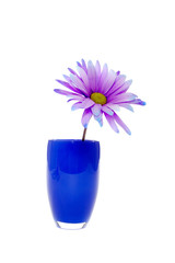 Purple daisy