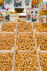 flower bulb plant store display in flower market amsterdam