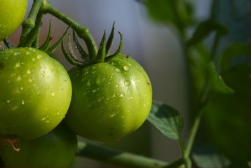 Naklejka premium Pomodori verdi