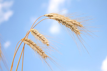 wheat