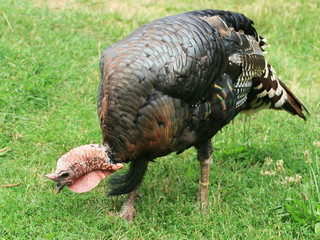 Turkey hen