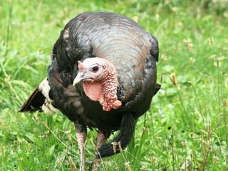 Turkey hen