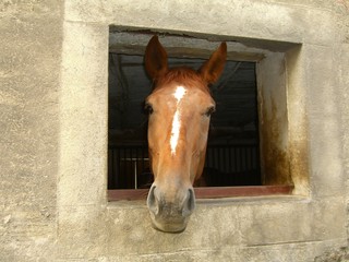 Pferd am Fenster