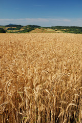 Naklejka premium Field of wheat