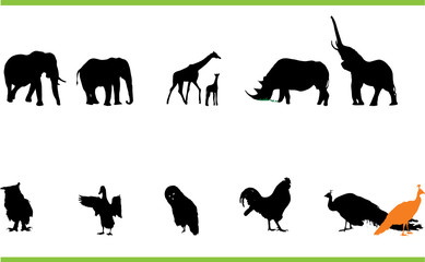 Vector animals collection