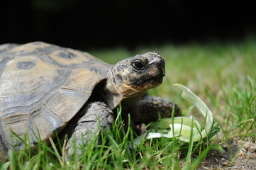 Tortue Hermann - Testudo Hermanni