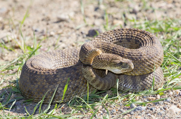 Naklejka premium coiled rattlesnake
