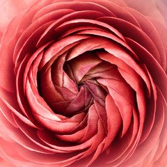 Floral abstract