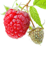 raspberry