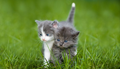 Two small cat
