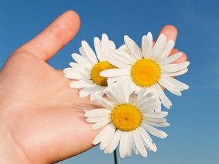 Chamomiles in girl's hand