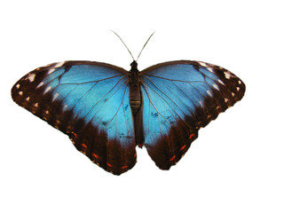 Schmetterling-freigestellt2