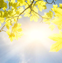 Fototapeta na wymiar Złote liście w słoneczny dzień