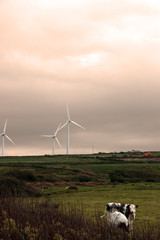 wind turbine 4