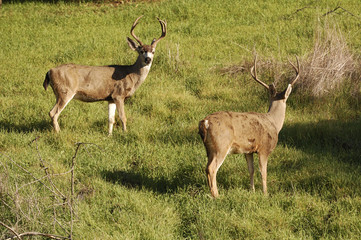 Blacktail bucks