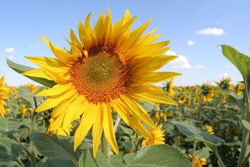 Sunflower on field