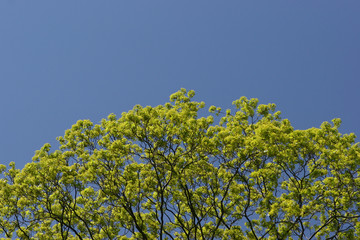 Green foliage on blue background