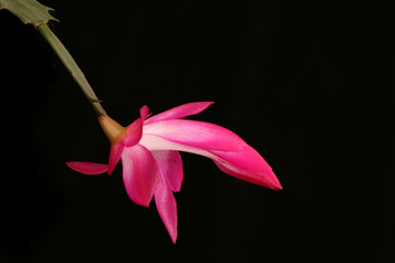 Pink holiday cactus