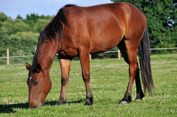 Obraz premium Horse Grazing