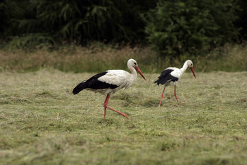 Obraz na płótnie Canvas Two Storks going round the meadow