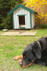 Rottweiler vor Hundehütte