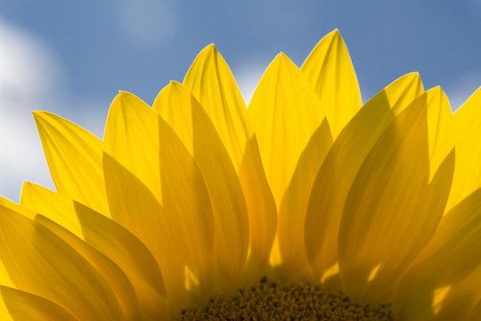 Beautiful yellow sunflower under the blue sky.