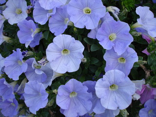 campanules